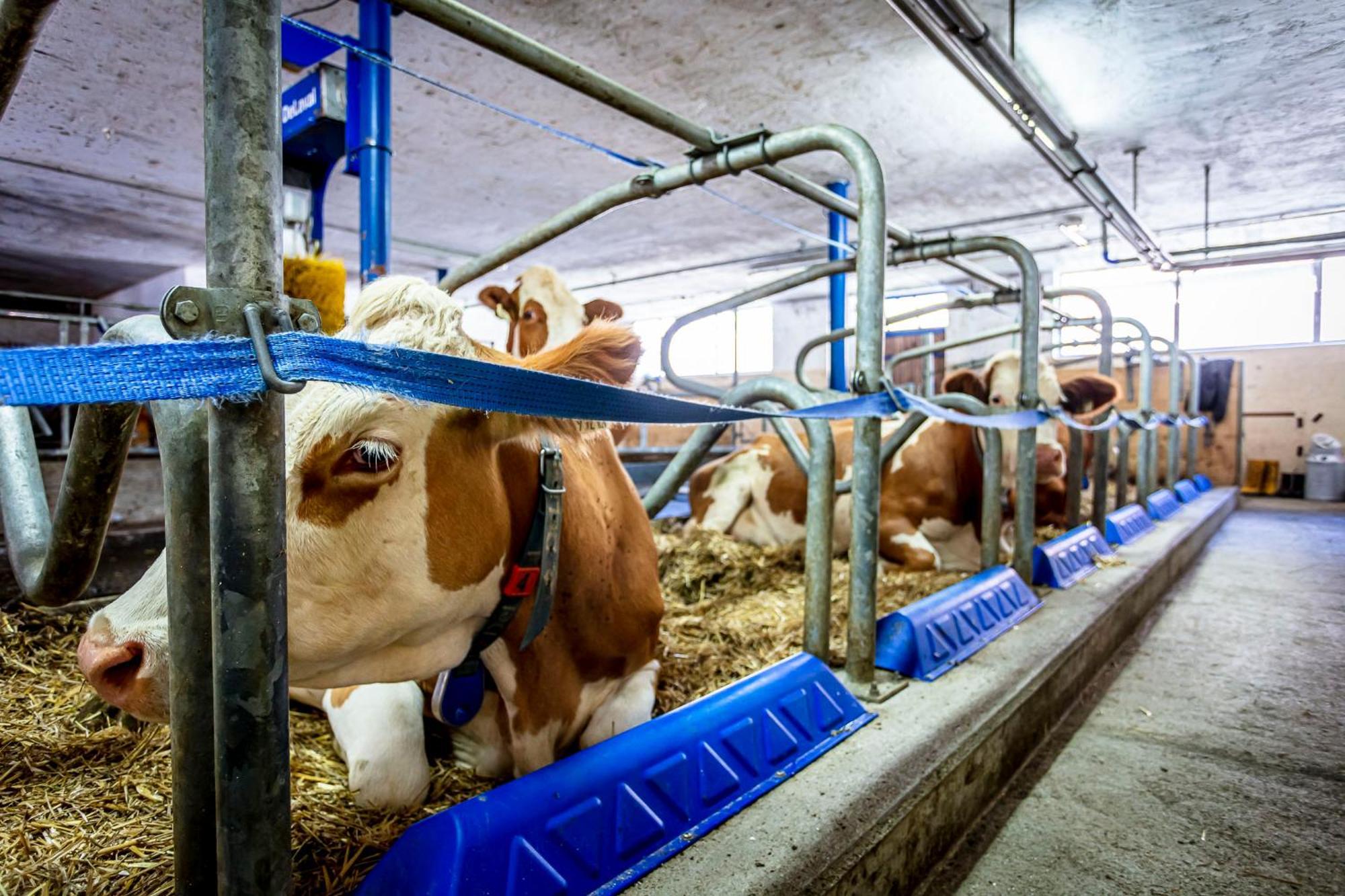 Ferienwohnungen Am Biobauernhof Lahner Bramberg am Wildkogel Luaran gambar